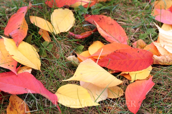 fallen autumn leaves