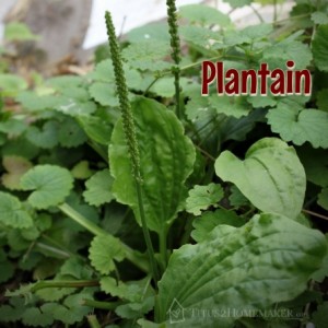 Plantain -- A Good Beginner Herb -- Titus 2 Homemaker