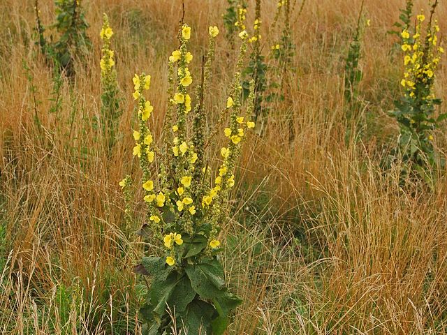 Mullein (Verbascum thapsis) -- Titus 2 Homemaker