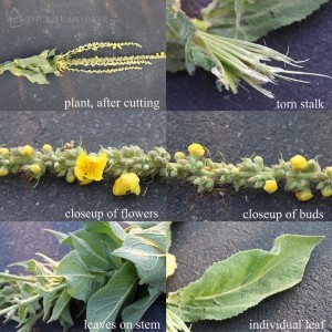 Mullein (Verbascum thapsis) -- Titus 2 Homemaker