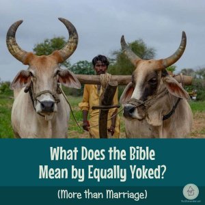 What Does the Bible Mean by Equally Yoked? (square title image with team of oxen)